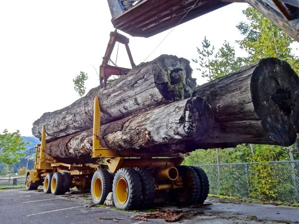 Camion de grumes - 50 stères